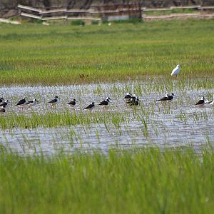 Black-winged Stilt - Aiguamolls de l'Empordà