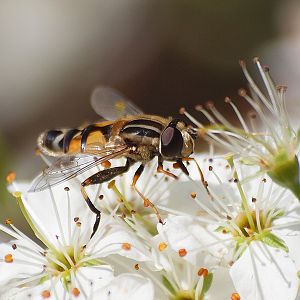 Unknown Fly - Aiguamolls de l'Empordà