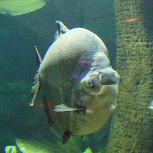 Pacu