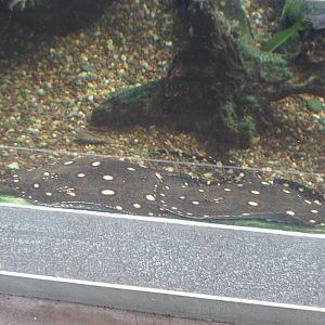 Freshwater Stingray