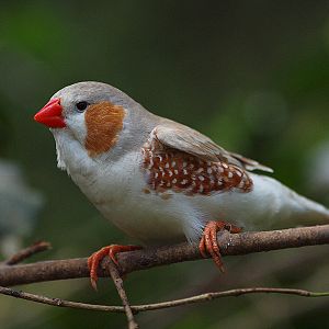 Zebra Finch - Butterfly Park