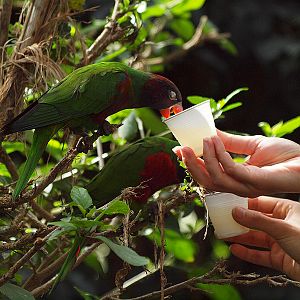 Lories feeding - Butterfly Park