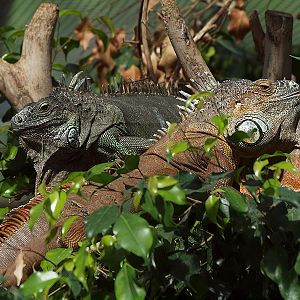 Green iguanas - Butterfly Park