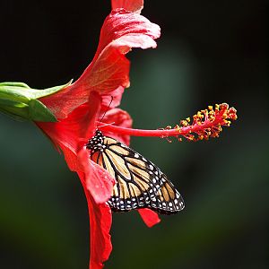 Monarch butterfly - Butterfly Park