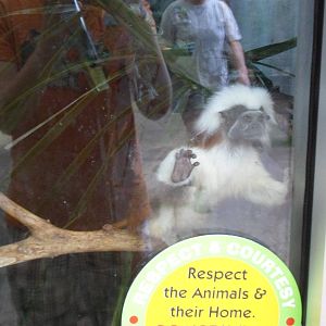 Cottton Topped Tamerin