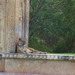 Bengal Tiger Exhibit