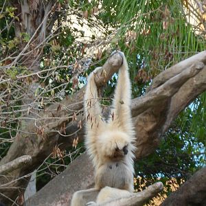 White Cheeked Gibbon