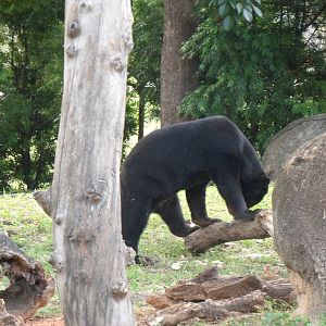Sun Bear
