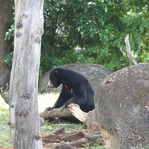 Sun Bear