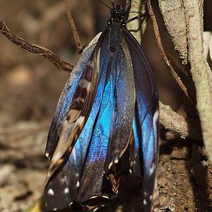 Peleides Blue Morpho - Butterfly Park