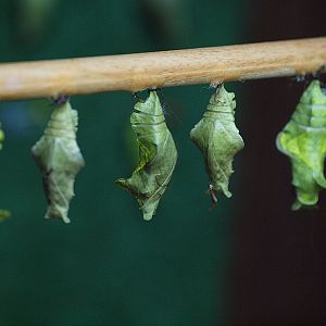 Cocoons - Butterfly Park