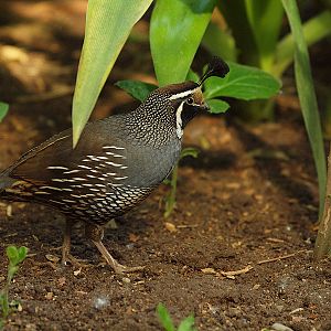 California Quail - Butterfly Park