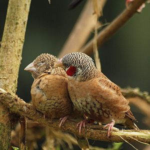 Cut-throat Finch - Butterfly Park