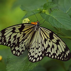 Paper Kite - Butterfly Park