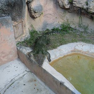 Cuban Crocodile
