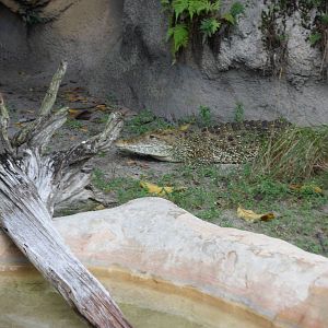 Cuban Crocodile