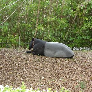 Malayan Tapir