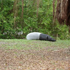 Malayan Tapir
