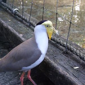 Wings of Asia Masked Lapwing
