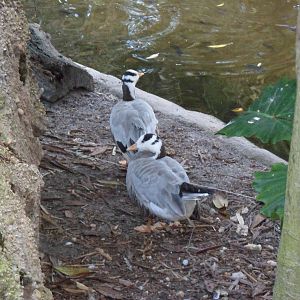 Wings of Asia Bar-Headed Geese