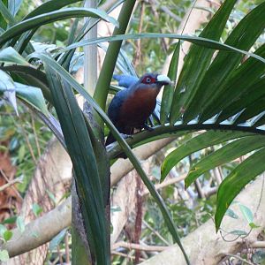 Wings of Asia Chestnut-Breasted Malkoha