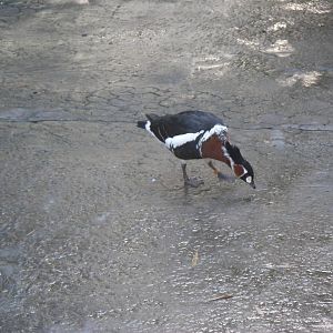 Wings of Asia Red-Breasted Goose