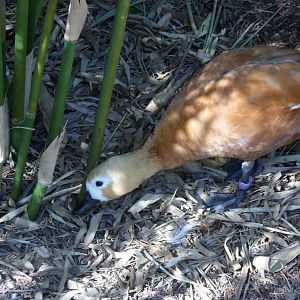 Wings of Asia Ruddy Shelduck