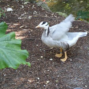 Wings of Asia Bar-Headed Goose