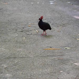Wings of Asia Crested Wood Partridge