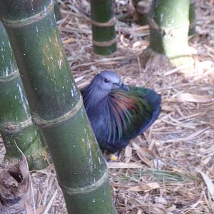 Wings of Asia Nicobar pigeon
