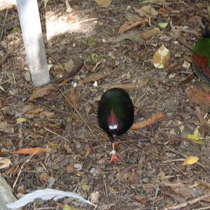 Wings of Asia Crested Wood Partridge