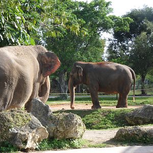Asian Elephant