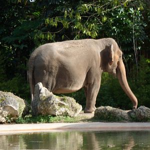 Asian Elephant
