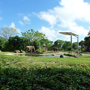 Asian Elephant Exhibit