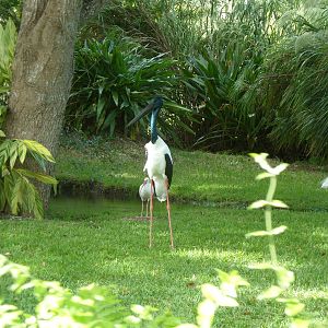 Black-Necked Stork