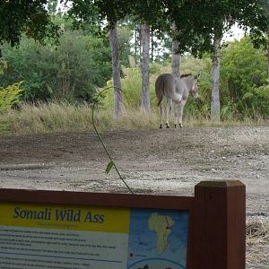 Somali Wild Ass