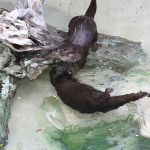Small-Clawed Otter