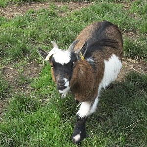 Sewerby Zoo, African Pygmy Goat wearing latex finger 28th April 2012