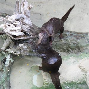 Small-Clawed Otter