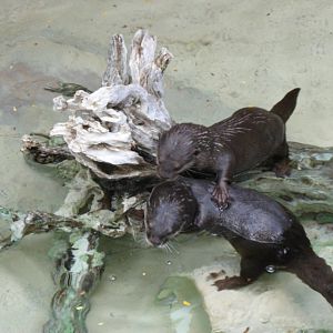 Small-Clawed Otter