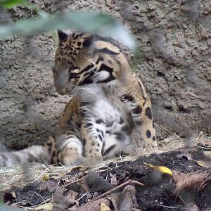 Clouded Leopard
