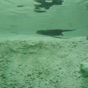 Small-Clawed Otter Underwater Viewing