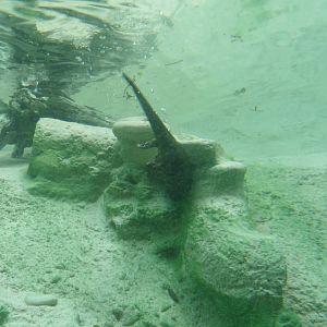 Small-Clawed Otter Underwater Viewing
