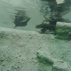 Small-Clawed Otter Underwater Viewing
