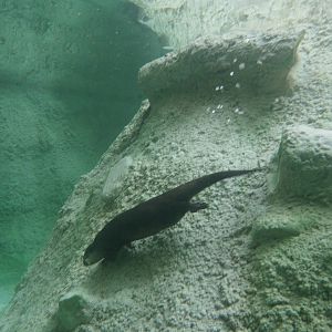 Small-Clawed Otter Underwater Viewing