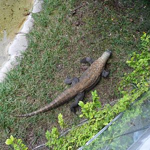 Komodo Dragon