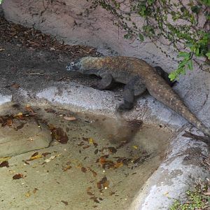 Komodo Dragon