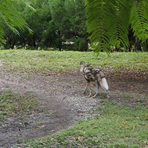 African Wild Dog