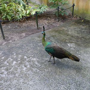 Peafowl