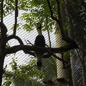 Great Indian Hornbill